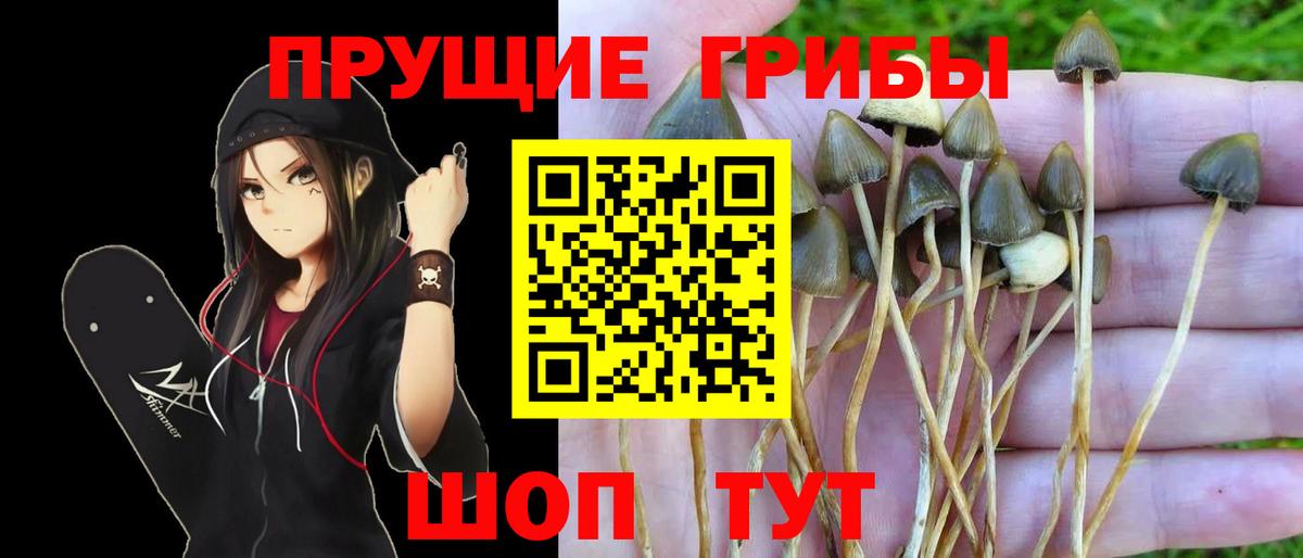 Биробиджан  Галлюциногенные грибы Psilocybe  Вход с VPN 